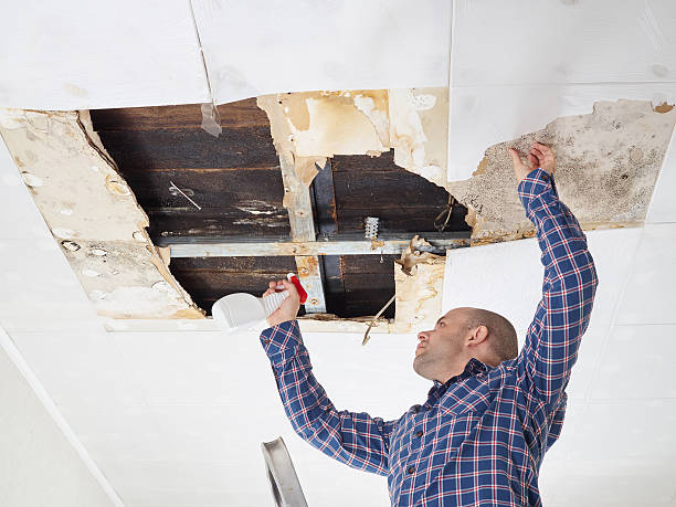 Reliable Liverpool, NY Mold Removal Solutions